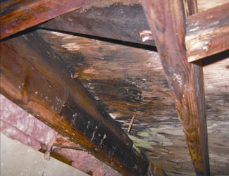 mold and rot in a Lowell crawl space